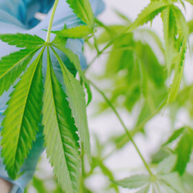 Practice Cannabis