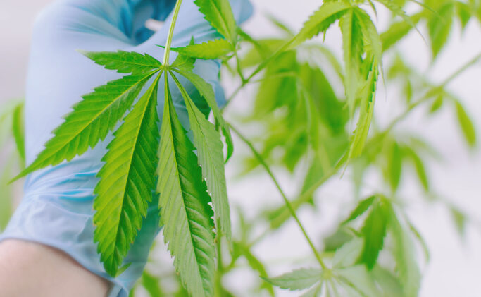 Practice Cannabis